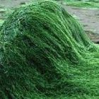 Ένα φύκι με «μαγικές» ιδιότητες