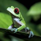 Βάτραχοι κατά του καρκίνου