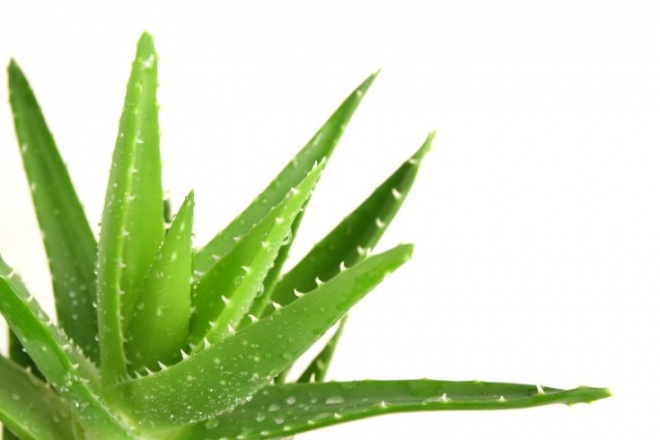 aloe.jpg